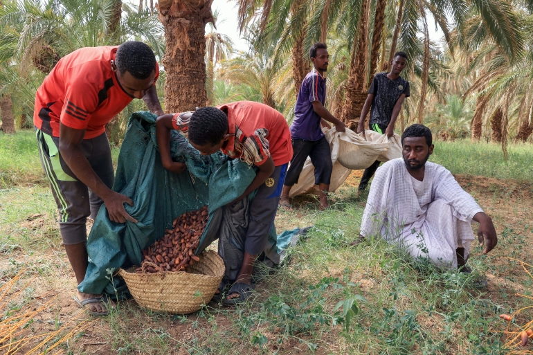 حش التمر في السودان