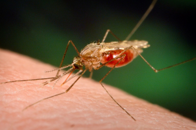 يعتبر بعوض الأنوفليس الناقل الرئيس للملاريا